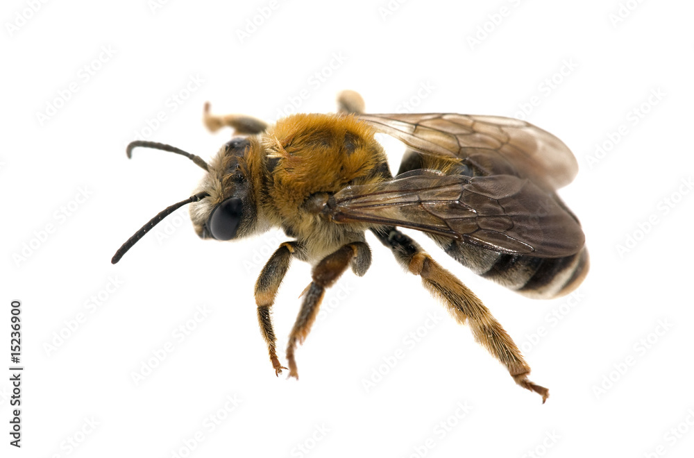 isolated bee
