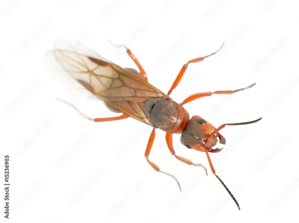 Naklejka premium ant queen