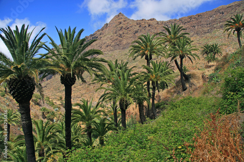 Panorama mit Palmen
