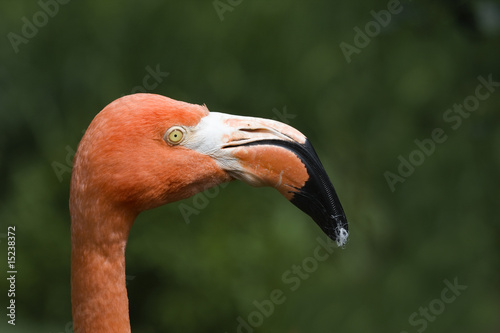 Flamingo_MG_8981