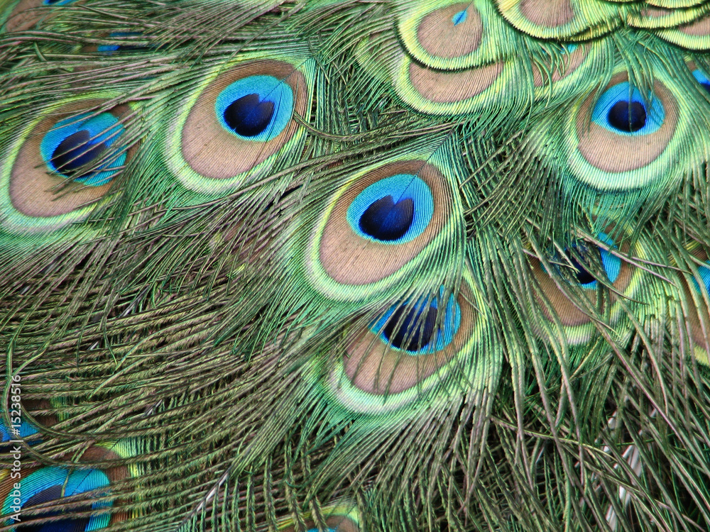 Fototapeta premium Close up of a peacock's 
