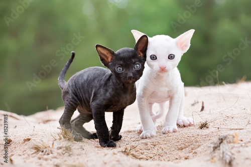 Fotografía cornish rex kittens