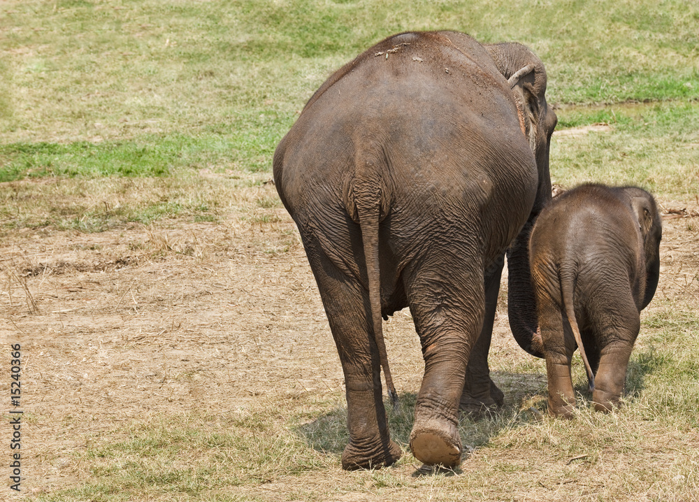 Fototapeta premium Mother and baby elephant.