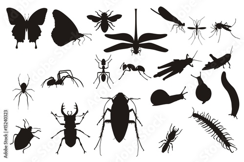 insects