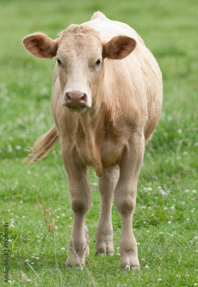 Cow