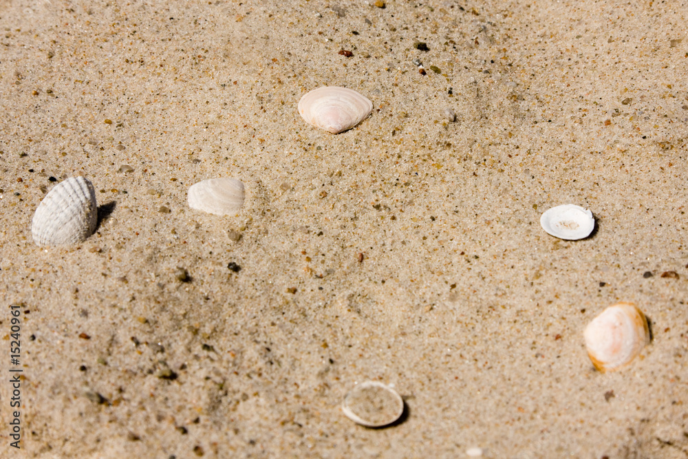 Shells on sandy beach Shells on sandy beach