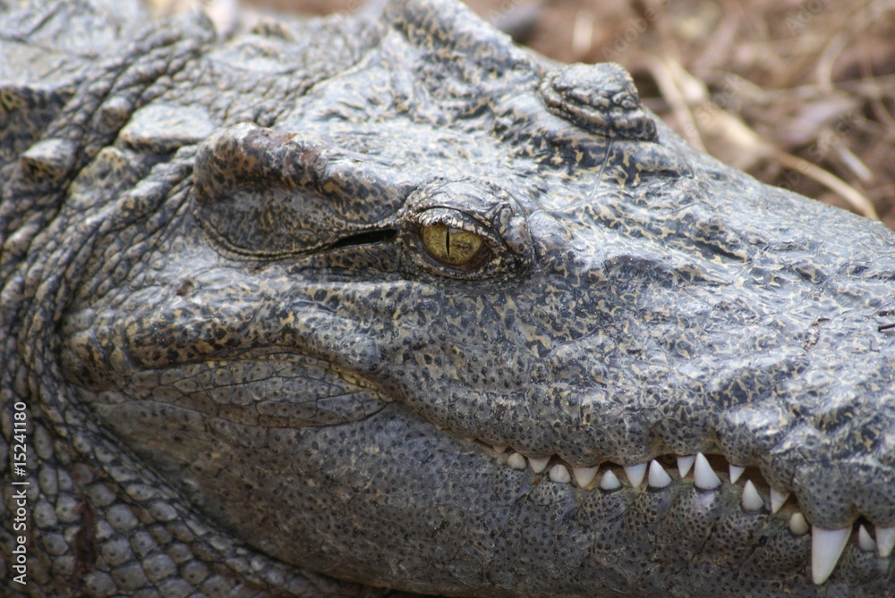 Fototapeta premium face de croco