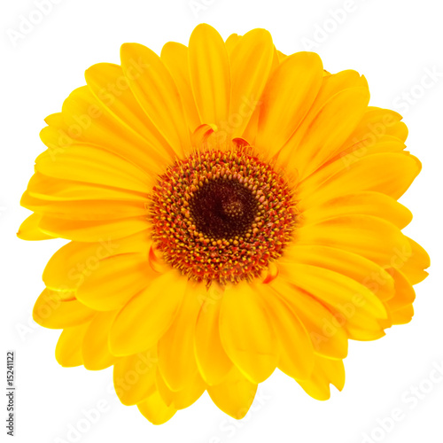 Close-up yellow daisy flower isolated on white