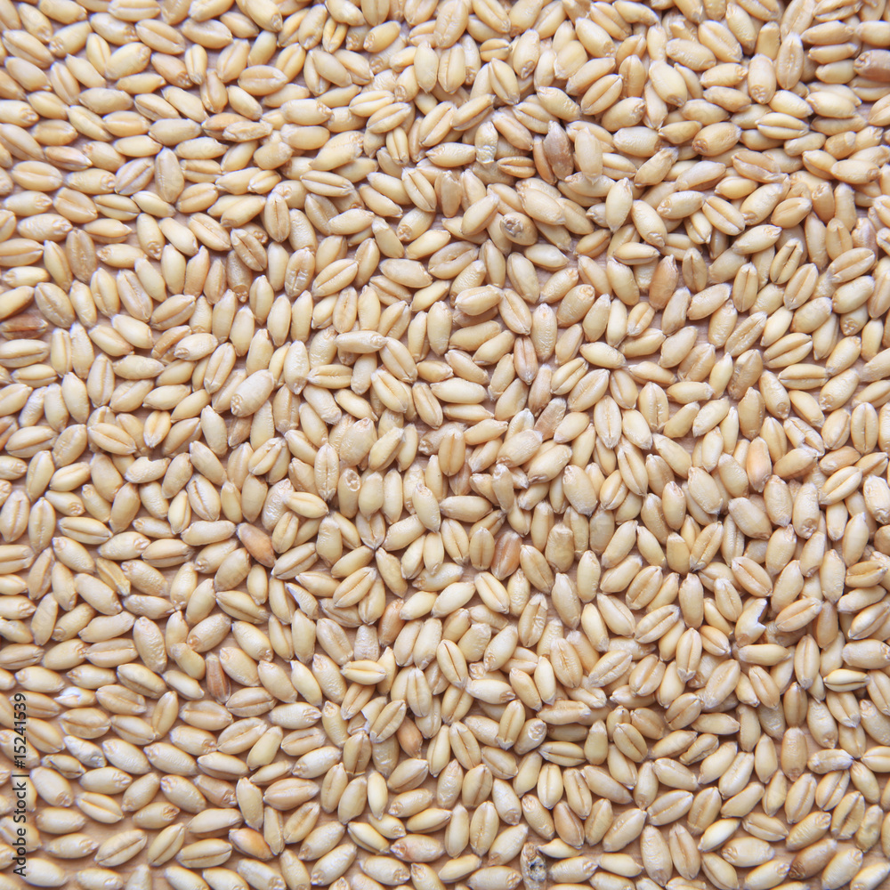 Grains of wheat Grains of wheat
