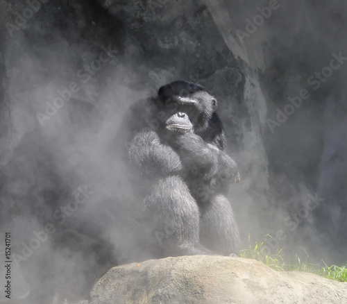 Canvas Print Chimpanzee in the Mist