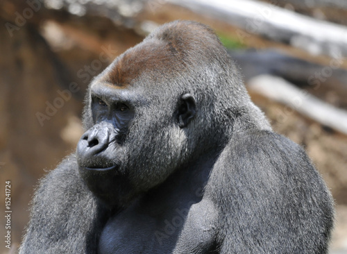 Photography Gorilla Closeup