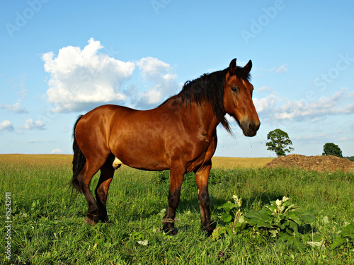 brown horse at field in a summer time