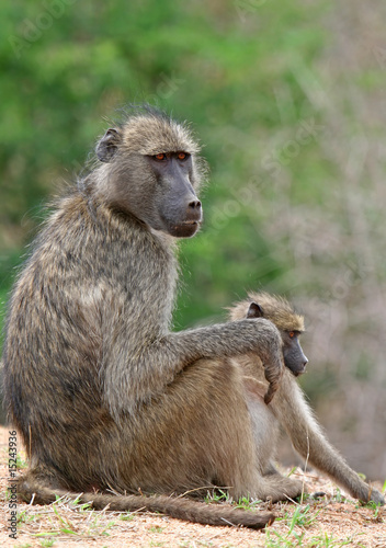 Pavian, Südafrika