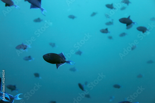 Drückerfische - Malediven - Triggerfishes - Maldives photo