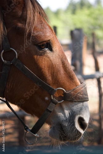 The profile view of a horse © Shane Morris