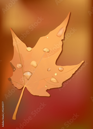 autumn leaf