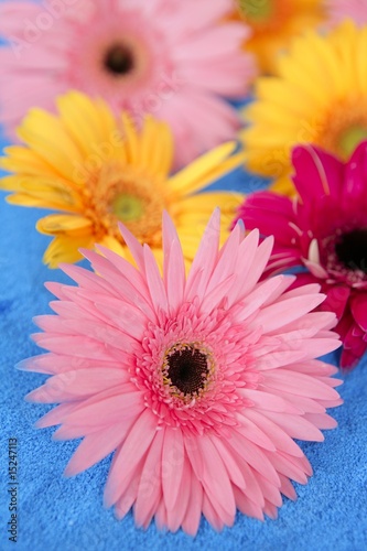 Gerbera colorful flowers still over blue background