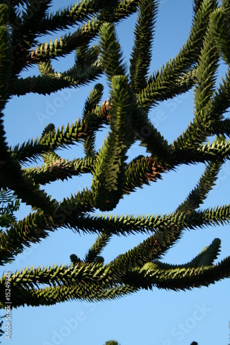 Monkey Puzzle Tree Branches