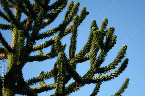 Monkey Puzzle Tree Branches
