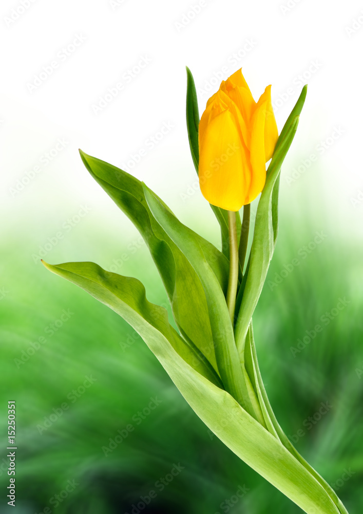 Naklejka premium Tulips and grass