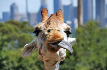 Leinwandbilder Giraffe Giraffe streckt Zunge heraus Nahaufnahme  © Daumiu