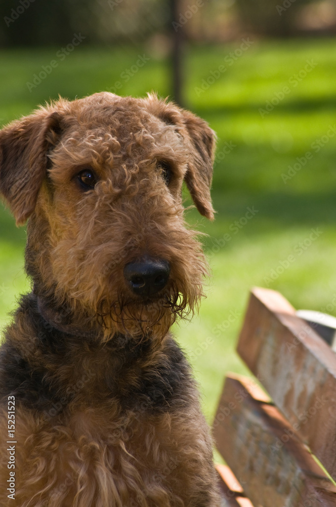 Airedale terrier sitting on a park bench Airedale terrier sitting on a park bench