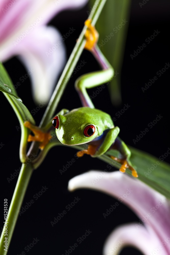 Red eyed leaf frog