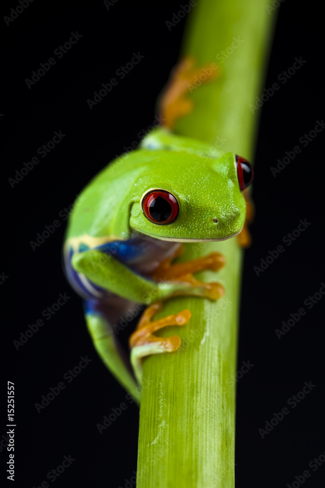 Obraz premium Green frog