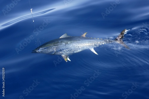 Blue fin tuna Mediterranean fishing and release © lunamarina