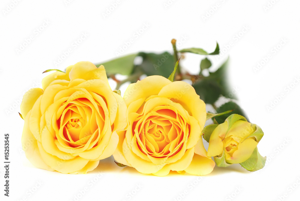 Yellow roses. Yellow roses.