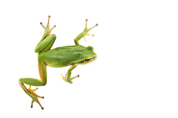 Wandcirkels Kikker Boomkikker tussen weelderig groen  © Adam Gryko
