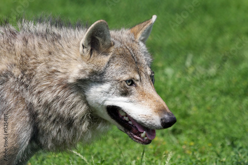 portrait of an european grey wolf