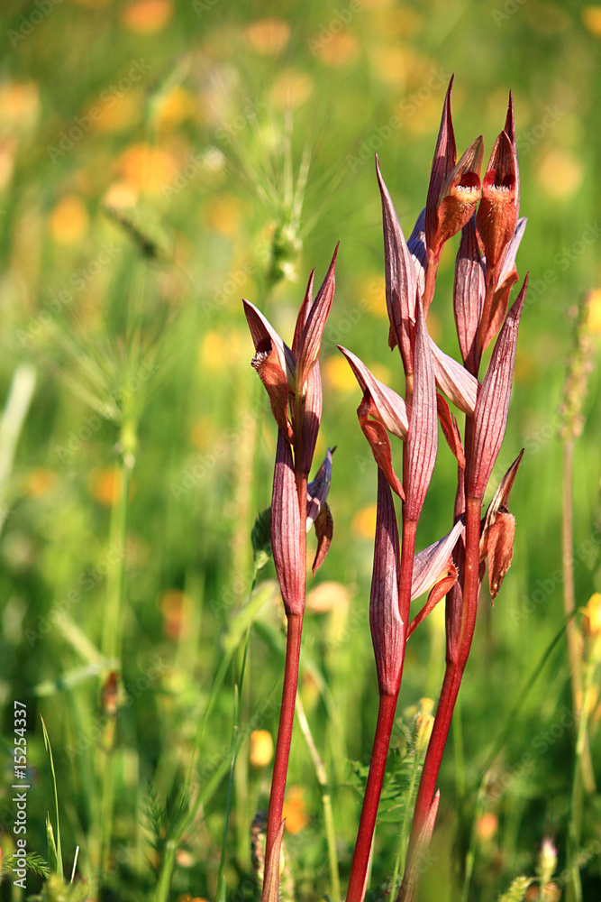 Orchidea Spontanea - (Serapias bergonii)