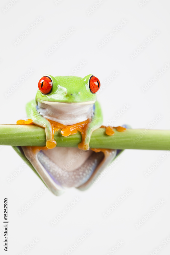 Naklejka premium Frog