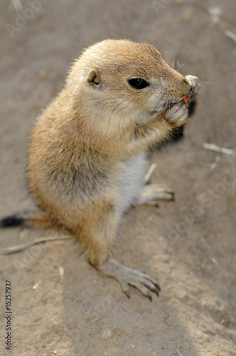 little prairie dog eating