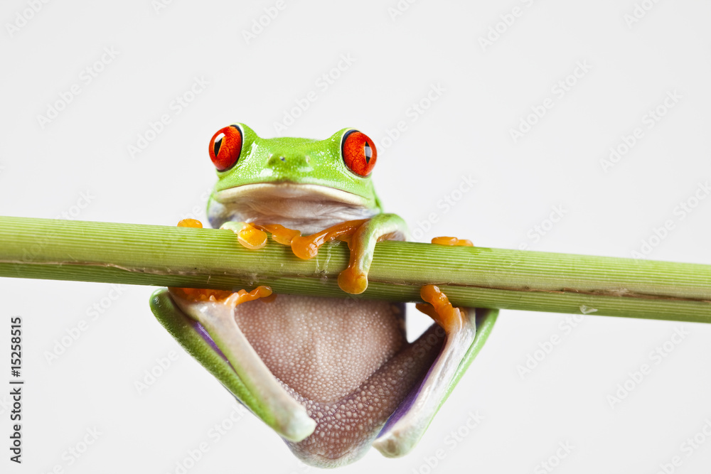 Obraz premium Red eyed tree frog