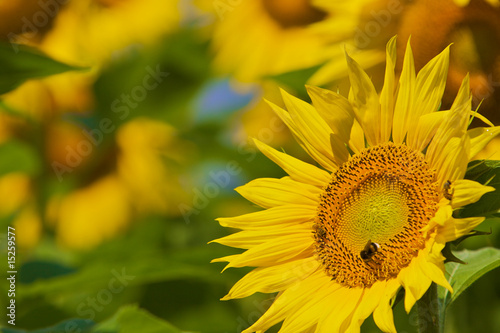 Fototapeta Naklejka Na Ścianę i Meble -  primo piano di girasole