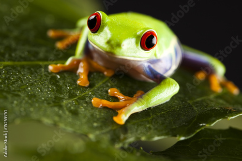 Red eyed leaf frog © Sebastian Duda