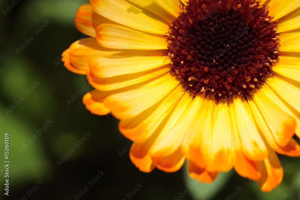 Ringelblume Ringelblume