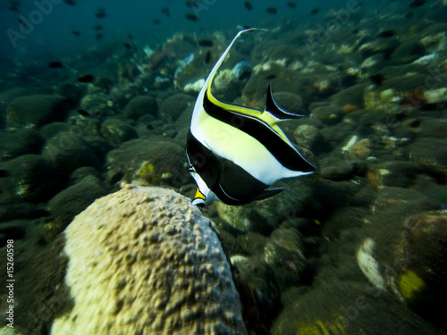 Halfterfisch