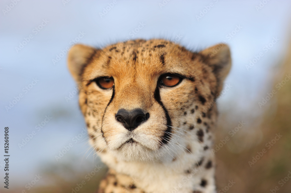 Obraz premium Cheetah 6