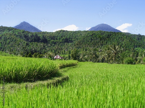 Reisfelder Bali