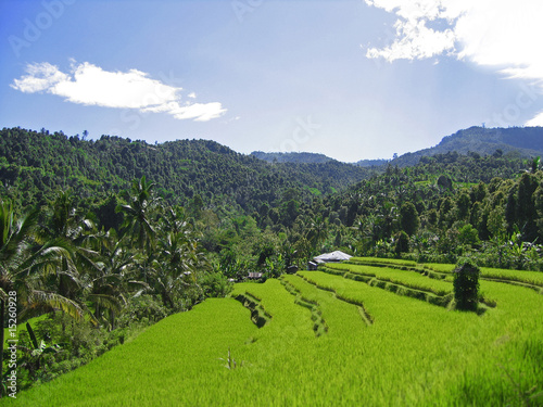 Reisfelder Bali