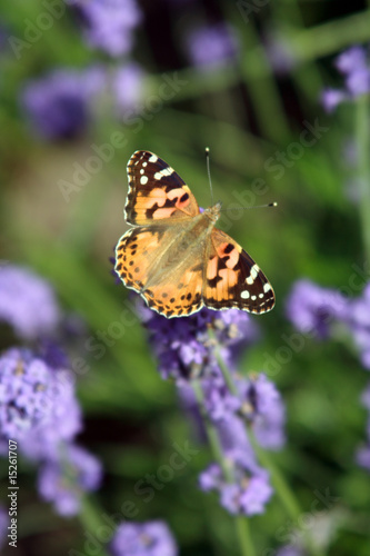 Papillon sur de la lavande © Ludovic L'HENORET