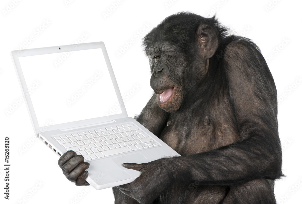 Naklejka premium monkey looking at an empty computer screen