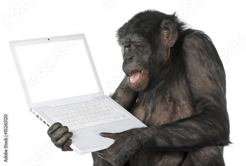 monkey looking at an empty computer screen
