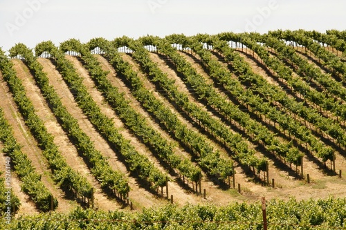 Wineyards