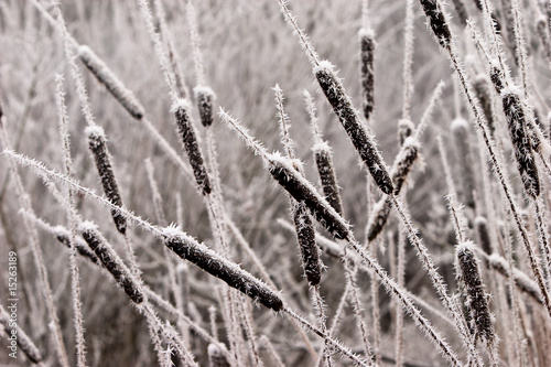 Hoar frost or soft rime on plants at a winter day