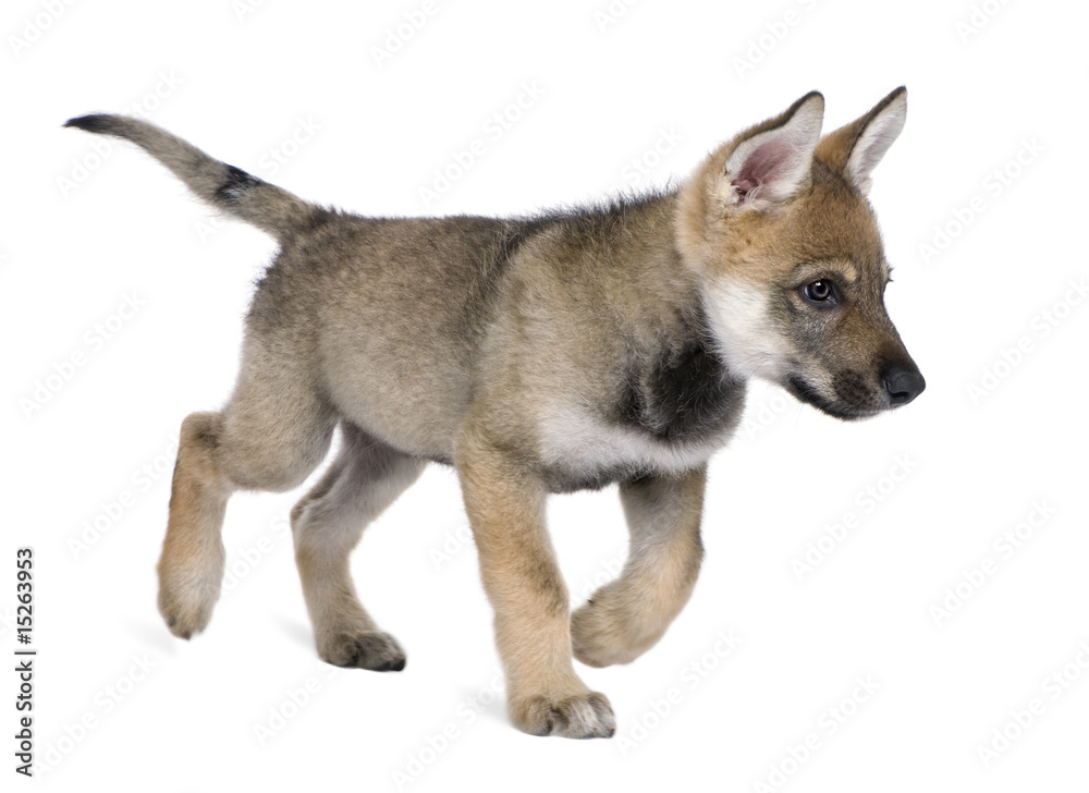 Naklejka premium Young European wolf - Canis lupus lupus