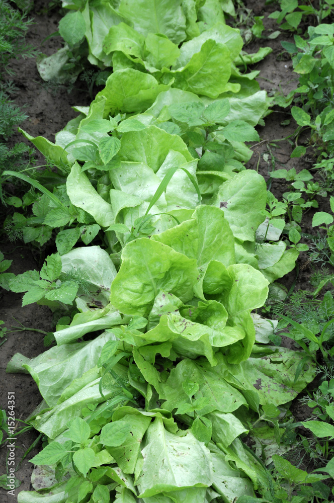 garden garden